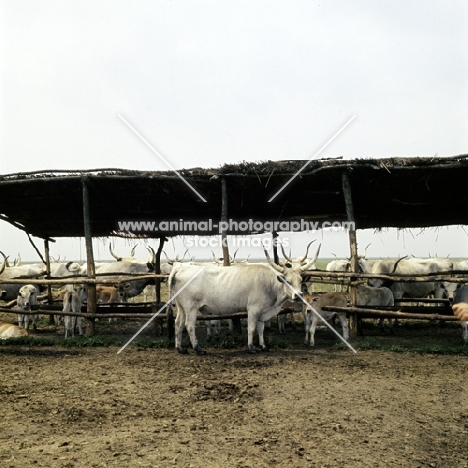 hungarian grey cattle with calves in calf creep on  hortobÃ¡gy puszta,