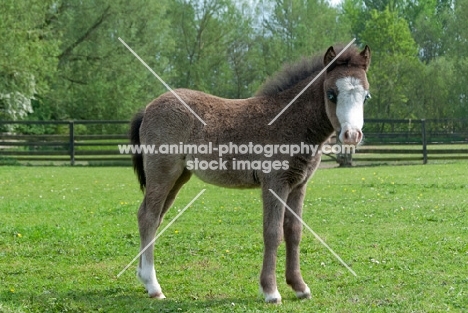 one falabella foal in green field