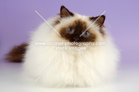 fluffy seal pointed Birman cat on pastel background