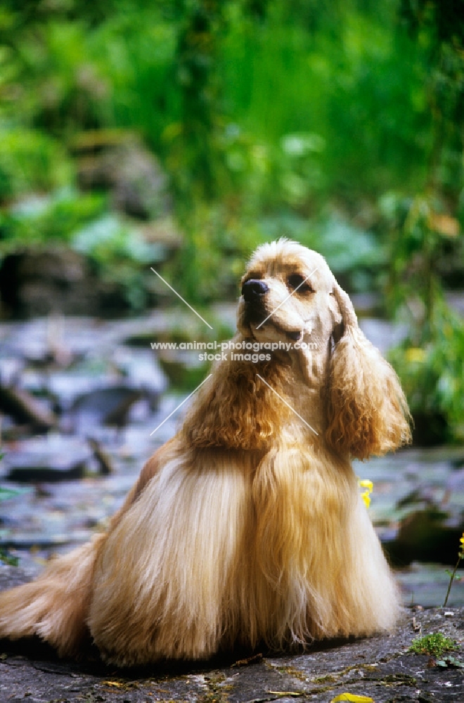 american cocker spaniel