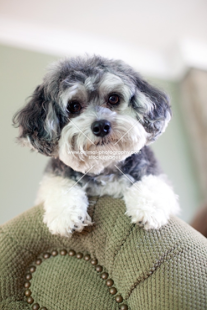 Maltipoo looking over side of chair, head up