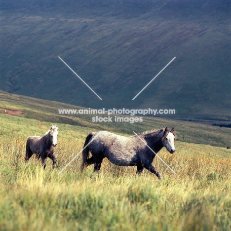 welsh mountain ponies mare and foal, on the brecon beacons