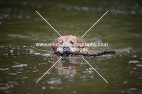 yellow labrador retriever swimming with a stick in his mouth