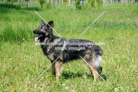 Shiloh shepherd, large oldtype german shepherd