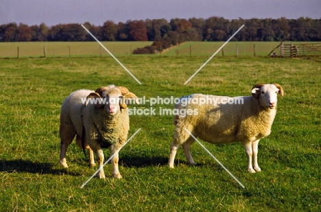 white faced woodland ram and ewe