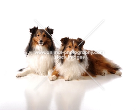 two Shetland Sheepdogs (sheltie)