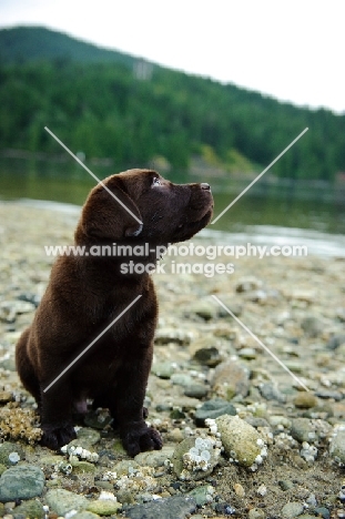 Chocolate Labrador Retriever puppy looking up