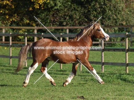 Welsh Mountain Pony (Section A) running