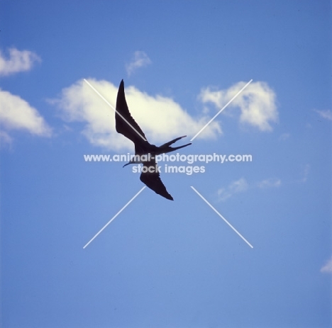 great frigate bird flying at punta espinosa, fernandina island, galapagos islands