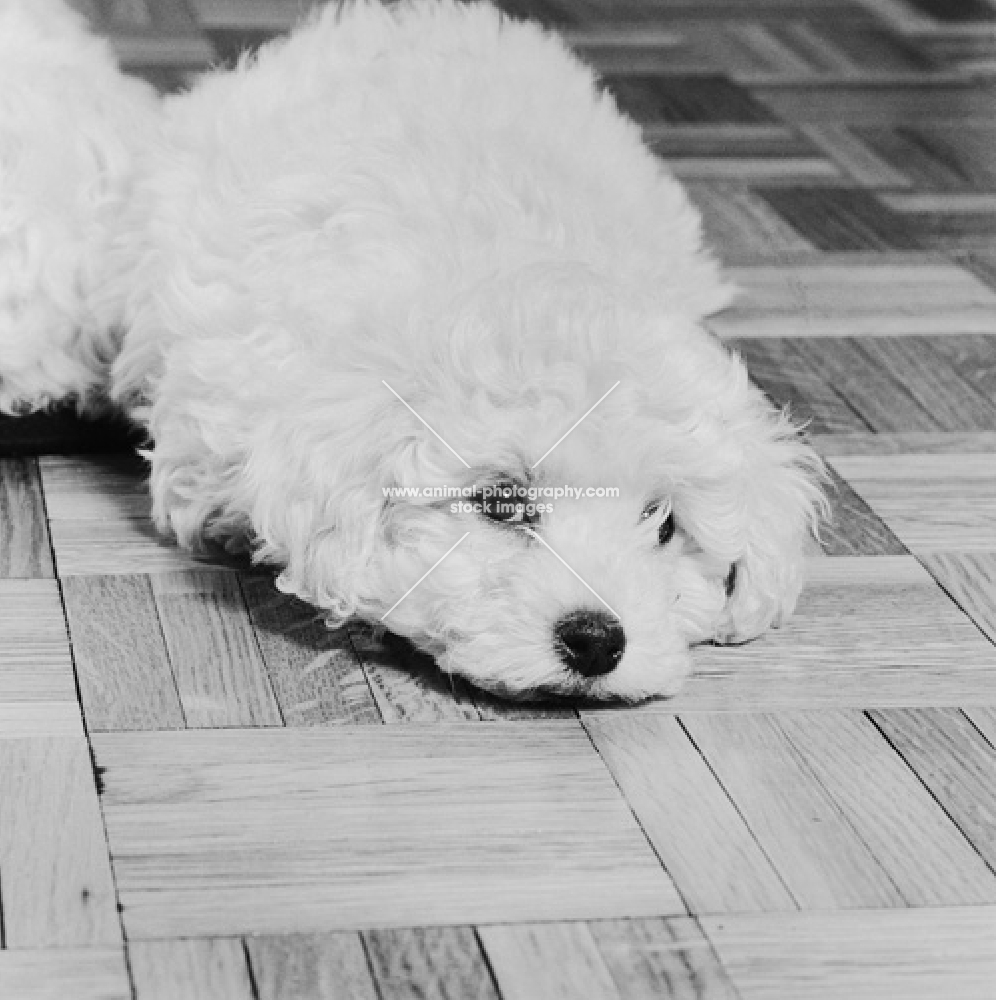 bichon frise puppy resting on wooden floor