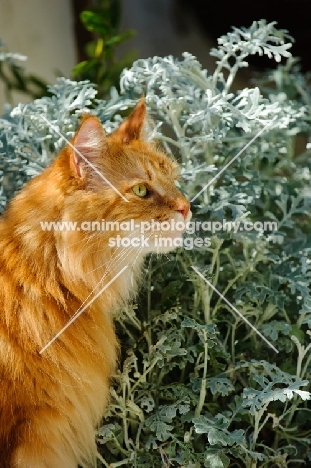 Maine Coon in garden. 