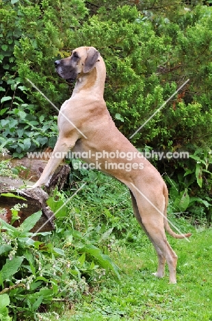 Great Dane standing on log