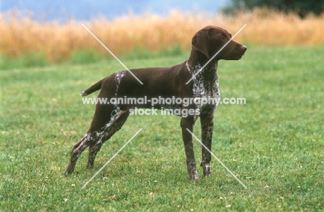 Braque Francais (aka French Pointer) in field. Type: Pyrenee