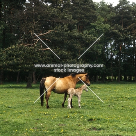 Dulmen mare with foal