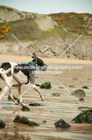 Lurcher running on beach
