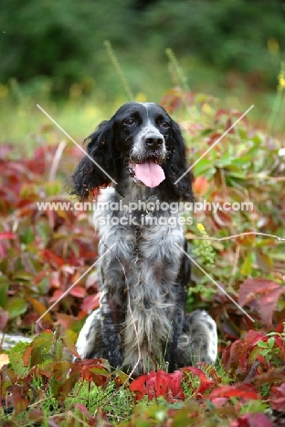 black and white English Setter sitting in an autumnal environment