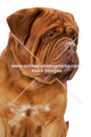 International Champion Dogue de Bordeaux (Grand Rouge Luccianob by Red Rhino) frowning