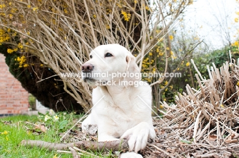 Labrador embracing a large stick in the garden