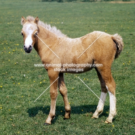 welsh mountain pony foal at pendock stud