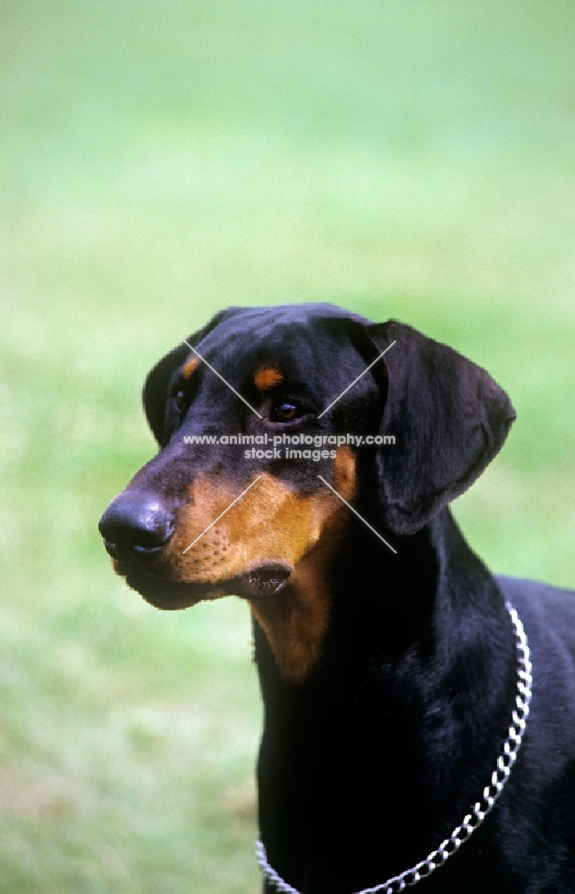 ch sallate ferris, dobermann, uk cc record holder, portrait