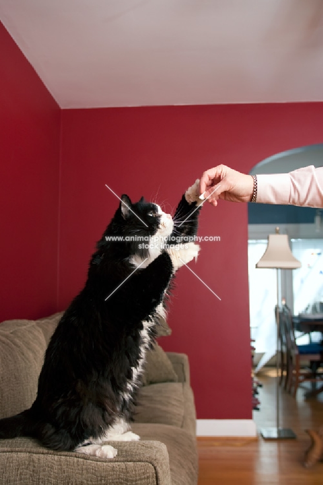 black and white cat reaching for owner's hand