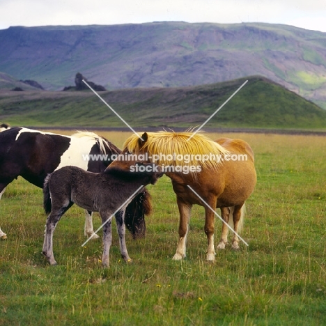 Iceland horses, mares and foal at Kalfstindar