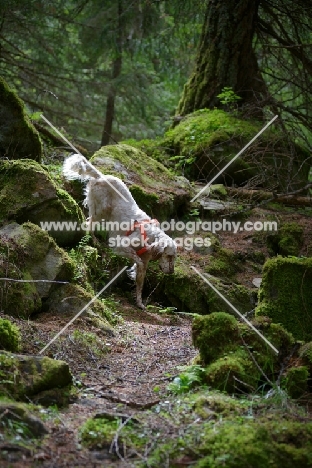 orange belton english setter in the forest