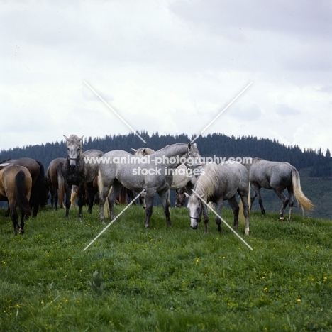 lipizzaner colts at stubalm, piber