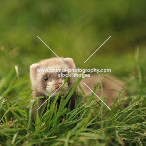 Ferret