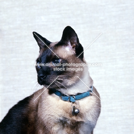 old style seal point siamese cat 