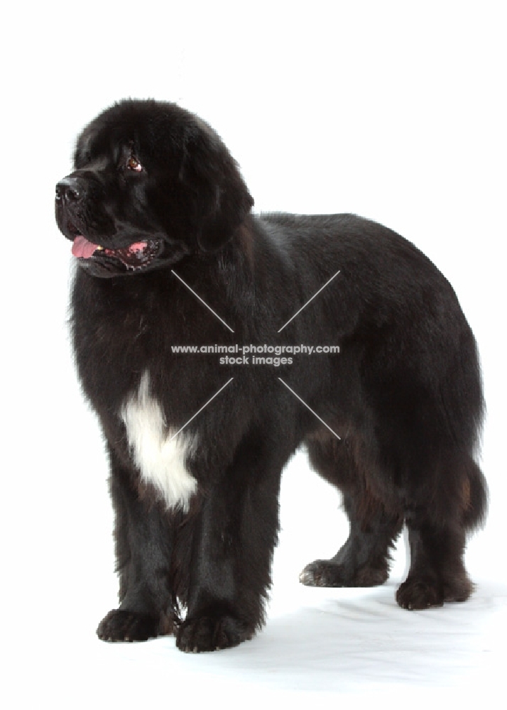 black and white Newfoundland standing on white background