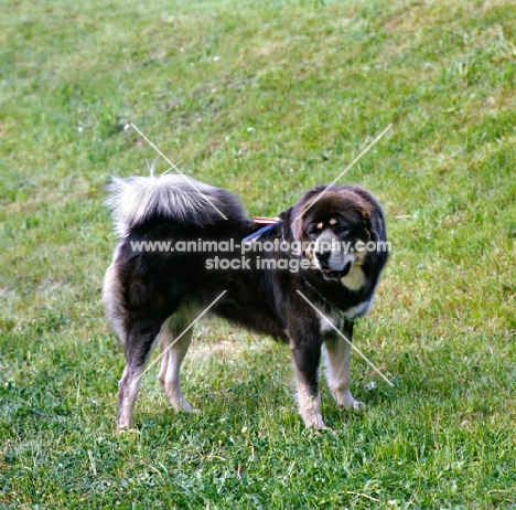 tibetan mastiff, side view 