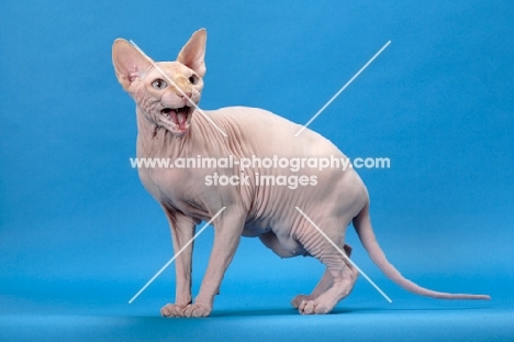red point and white Sphynx