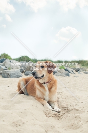 dog lying on beach