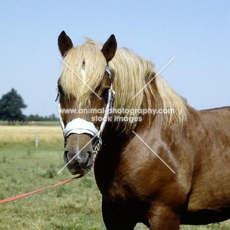 torant, westphalian cold blood head study