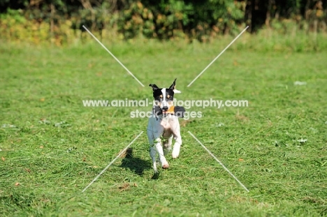 Ratonero Bodeguero Andaluz, (aka Andalusian Rat Hunting Dog), retrieving toy