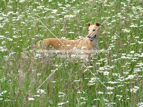 greyhound, ex racer, hidden in long grass, all photographer's profit from this image go to greyhound charities and rescue organisations