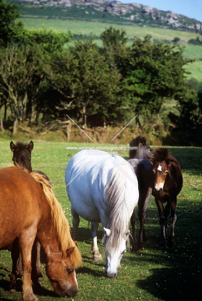 various dartmoor ponies