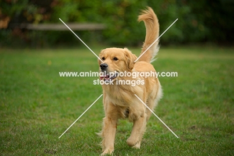 golden retriever running with tail up
