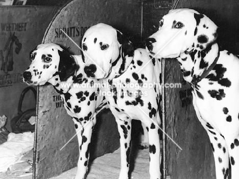 dalmatians on benching at a show