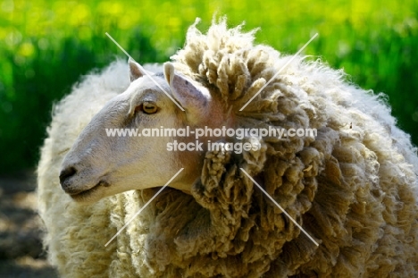 Cheviot sheep in the USA
