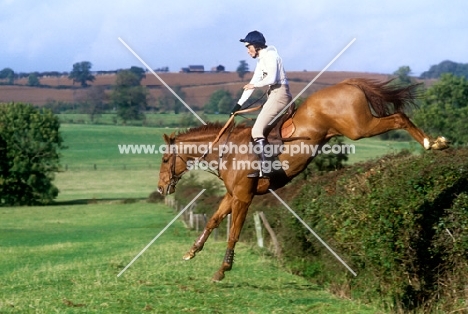 hores and rider landing in a team chase, team cross country, 