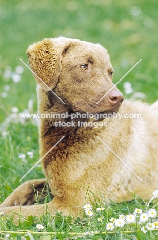 chesapeake bay retriever lying down in grass