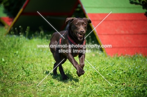 Happy chocolate labrador retriever running 