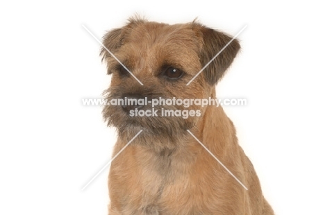 Border Terrier portrait