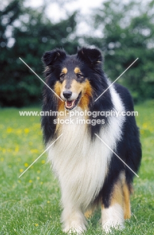 Rough Collie standing on grass