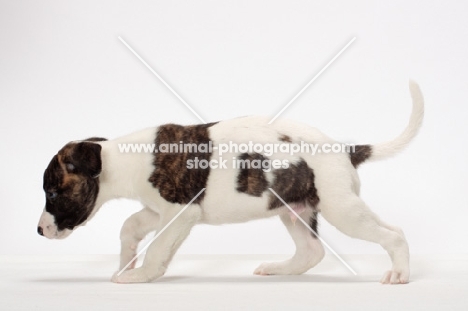 white and brindle Whippet puppy, walking on white background