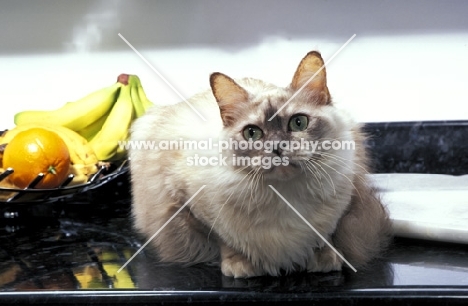 chocolate tortie tiffanie cat in kitchen