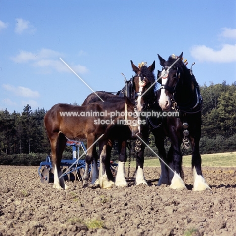 two adults and foal shire horses resting at ploughing competition