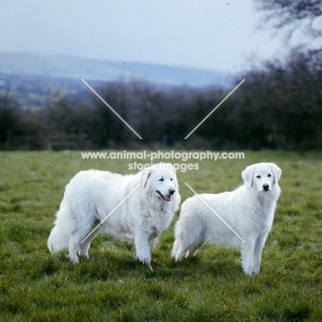 lycur of wynbriar, tarncred janus, two maremma sheepdogs standing in field